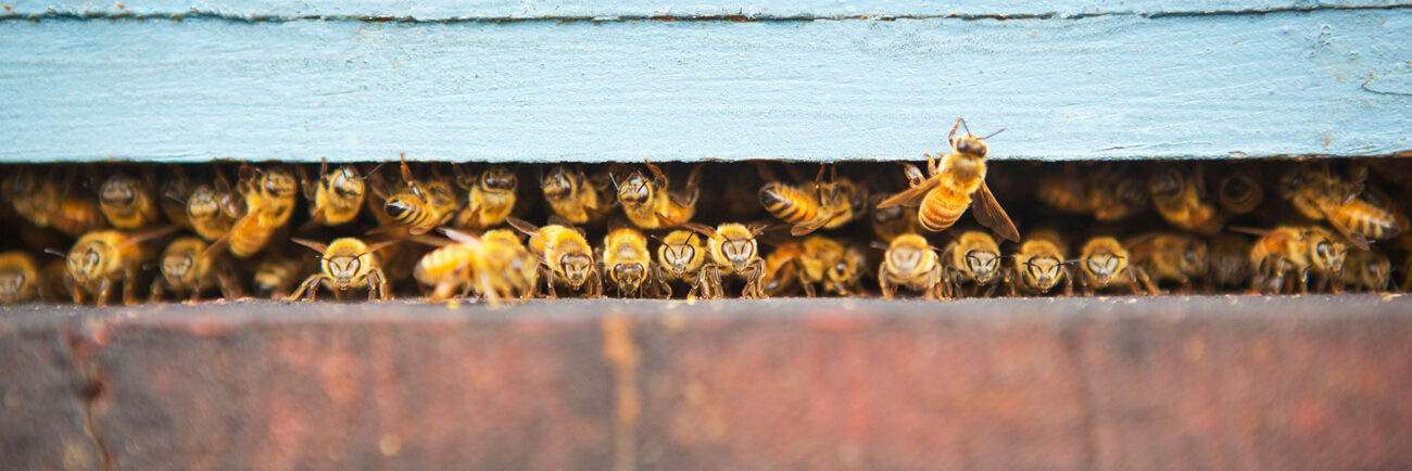 Bees_BannerBG